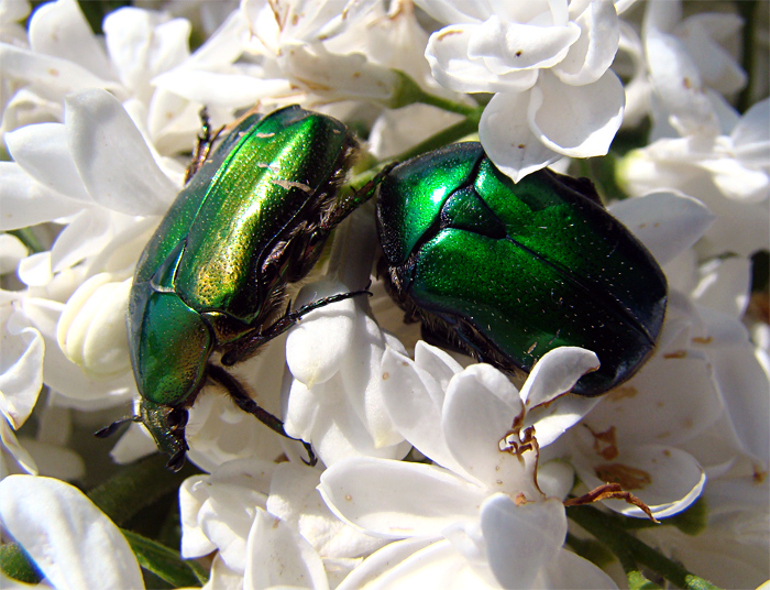 Accoppiamento di Cetonia aurata